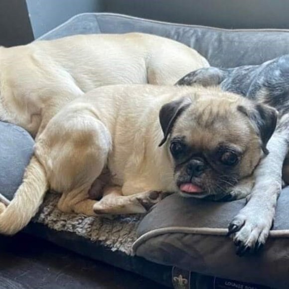 Meet your Posher, Rachel - Picture 3 of 5